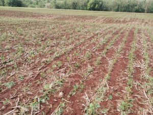 FAEP cobra crédito para produtores afetados por clima extremo