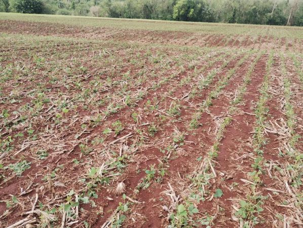 FAEP cobra crédito para produtores afetados por clima extremo