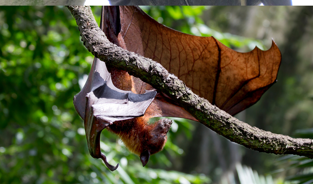 Alerta em Goioerê: caso de raiva em morcego é confirmado