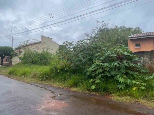 Moradores do Jardim Primavera reclamam de matagal