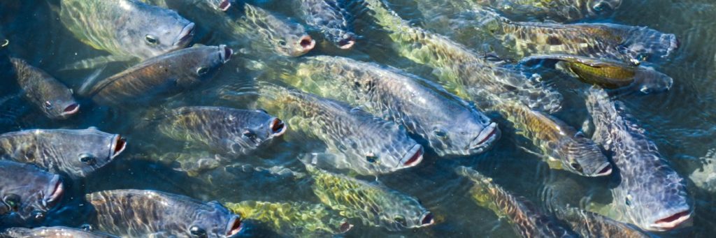 Governo suspende lista de espécies invasoras após pressão do setor produtivo