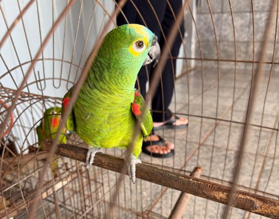 Operação resgata 36 aves silvestres em cativeiro