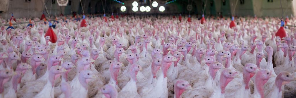 Exportações de carne de peru crescem no Paraná em 2025