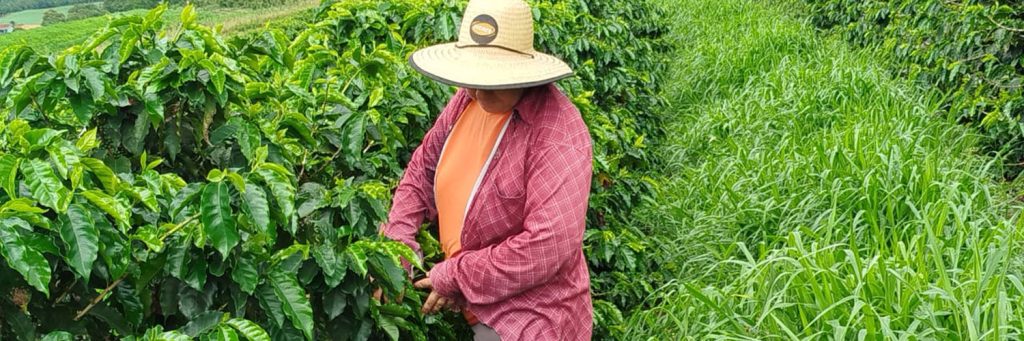 Café especial do Paraná conquista premiações nacionais com apoio da ATeG