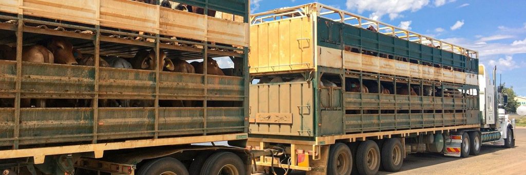 Paraná endurece regras para trânsito de animais e reforça combate à brucelose e tuberculose