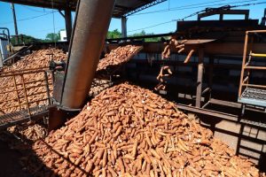 IDR-Paraná lança novas cultivares de mandioca no Show Rural 2026