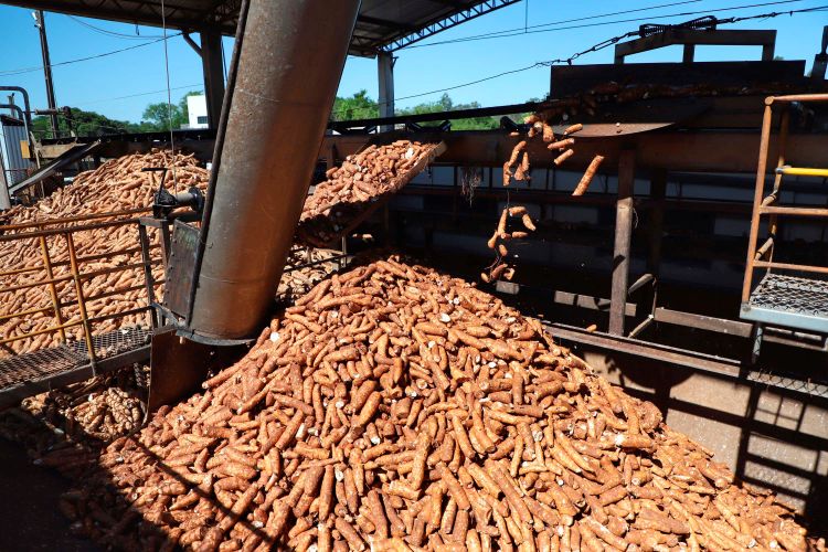 IDR-Paraná lança novas cultivares de mandioca no Show Rural 2026