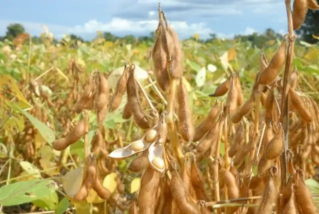 C.Vale orienta dessecação das lavouras de soja  para padronizar colheita e elevar a qualidade dos grãos