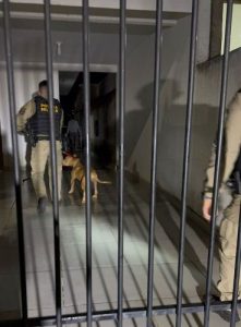 PM controla ataque de cão feroz e garante segurança de moradora