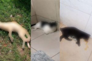 Envenenamento mata gatos e acende alerta