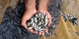 10ª edição de soltura de peixes no Rio Piquiri acontece sábado em Quarto Centenário