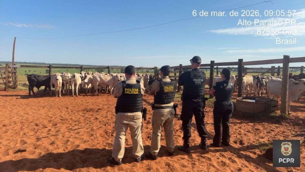 Polícia recupera 21 bovinos furtados em ação integrada em Icaraíma