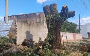 GCM apreende motosserras e veículo por poda irregular de ipê