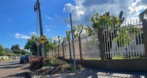 Gaema recomenda que 32 municípios evitem poda drástica de árvores urbanas