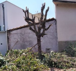 Rancho Alegre D’Oeste proíbe poda drástica e orienta moradores sobre preservação de árvores