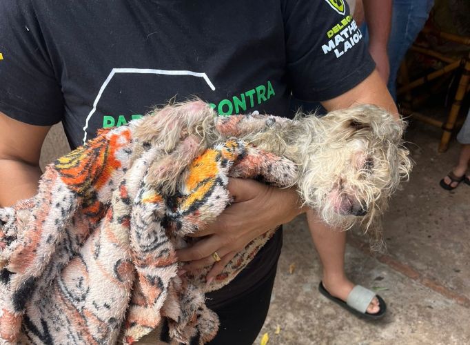 Cão debilitado é resgatado de maus-tratos