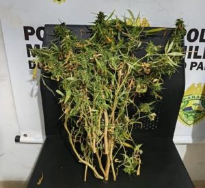ROTAM apreende maconha in natura com motorista no centro de Goioerê