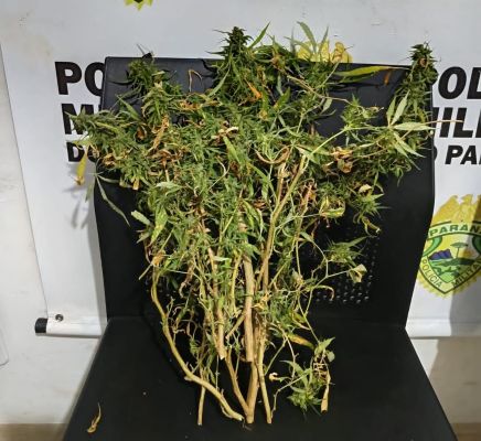 ROTAM apreende maconha in natura com motorista no centro de Goioerê