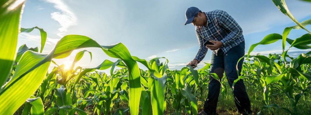 Desenrola Rural não atende maioria dos produtores