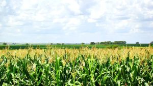 Paraná desponta como novo polo de etanol de milho com salto de 71%