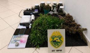 PM desmonta plantação com 334 pés de maconha e prende casal