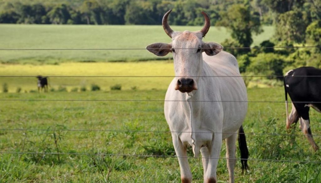 Bovinos invadem lavoura de vizinho e causam prejuízo