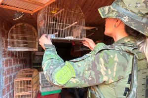 Operação Canto Livre apreende 11 aves silvestres em quatro cidades