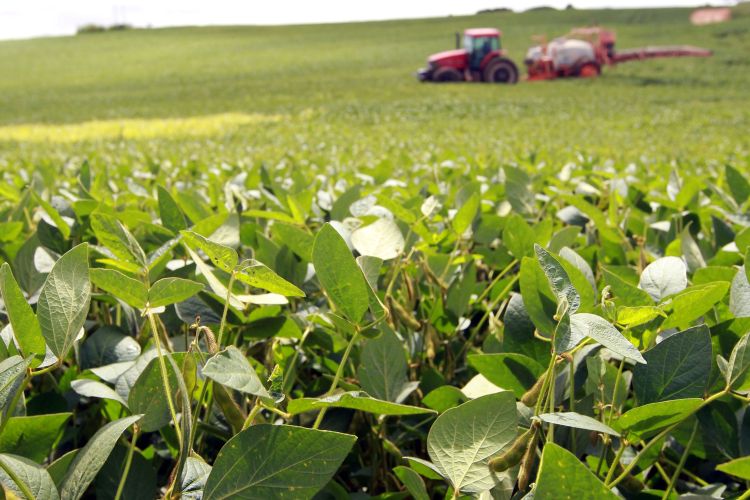 Vazio sanitário da soja já está em vigor 