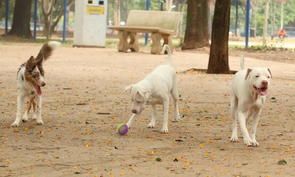 Exercício ilegal da medicina veterinária agora é crime