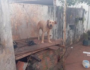 Maus-tratos mobilizam resgate em Goioerê e prisão em Altônia