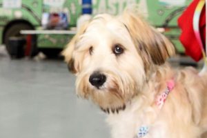 Vacinação antirrábica para cães e gatos em Goioerê neste sábado