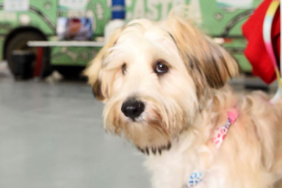 Vacinação antirrábica para cães e gatos em Goioerê neste sábado