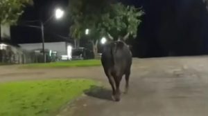 Idosa morre após ser atacada por touro que escapou de rodeio